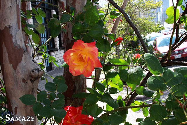 samaze_038-409 samaze_038-409