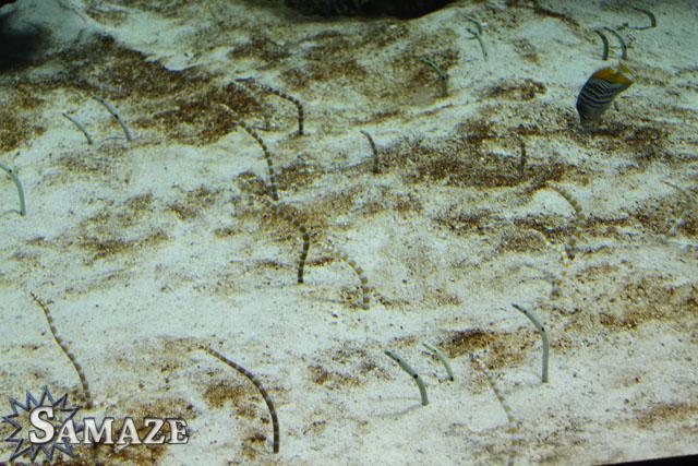 samaze_002-1410 samaze_002-1410