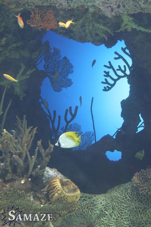 samaze_003-1417 samaze_003-1417