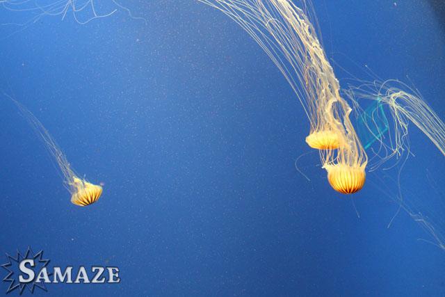 samaze_004-1415 samaze_004-1415