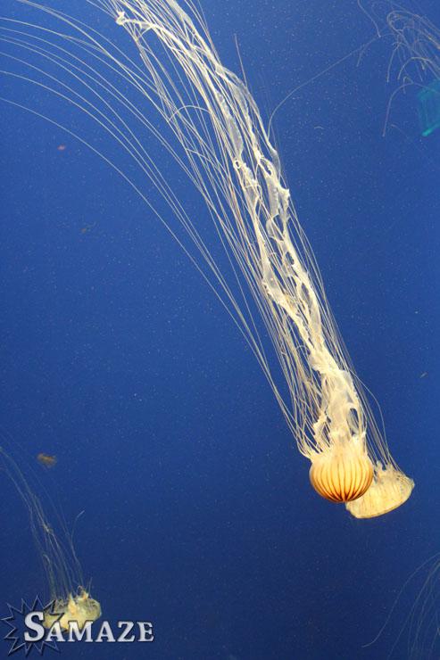 samaze_005-1418 samaze_005-1418