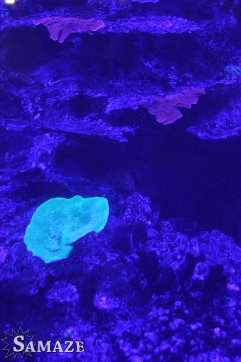 samaze_007-1407 samaze_007-1407