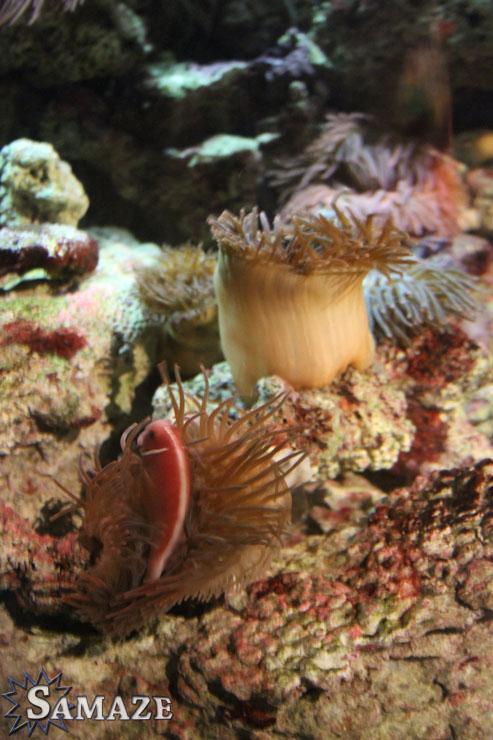 samaze_008-1388 samaze_008-1388