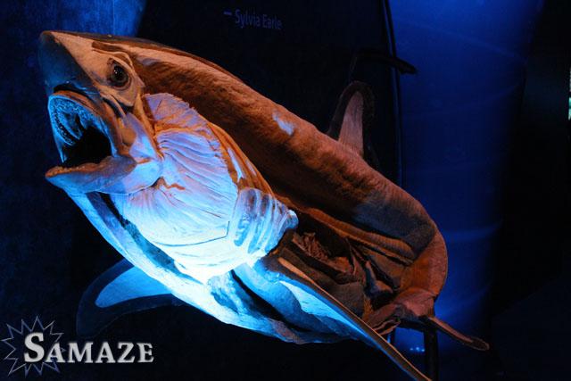 samaze_090-288 samaze_090-288