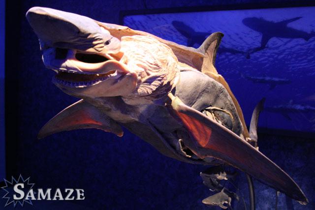 samaze_091-283 samaze_091-283