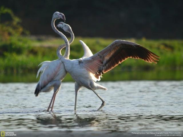 samaze_101-171 samaze_101-171