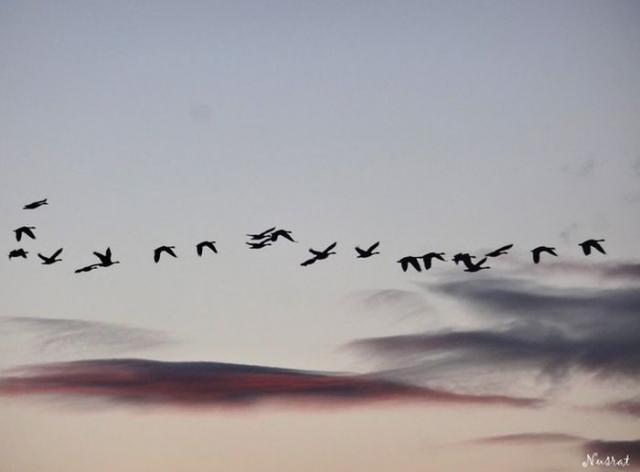 samaze_003-1318 samaze_003-1318