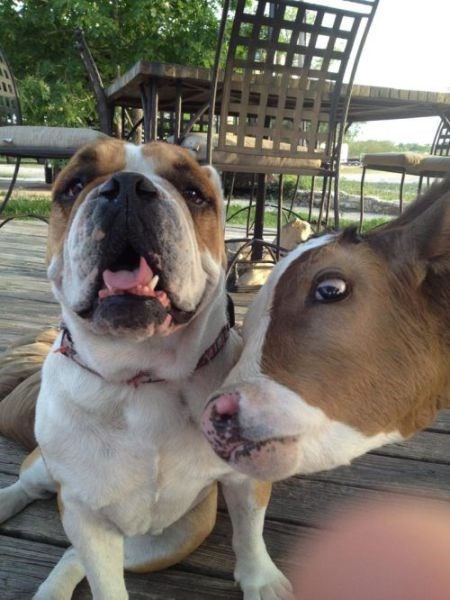 photobombinggoldenglobes_012