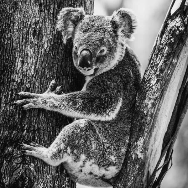 robertirwinanimals_002 robertirwinanimals_002