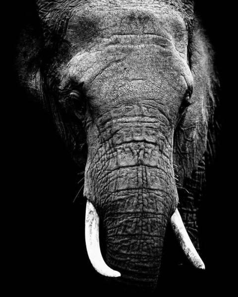 robertirwinanimals_005 robertirwinanimals_005