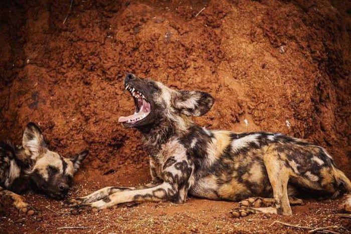 robertirwinanimals_007 robertirwinanimals_007