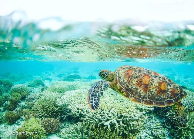 robertirwinanimals_010 robertirwinanimals_010