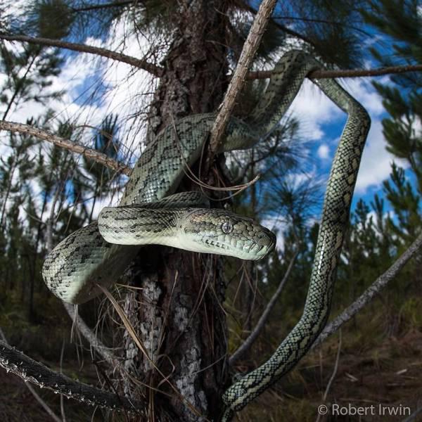 robertirwinanimals_011 robertirwinanimals_011