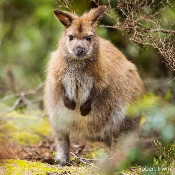 robertirwinanimals_013 robertirwinanimals_013