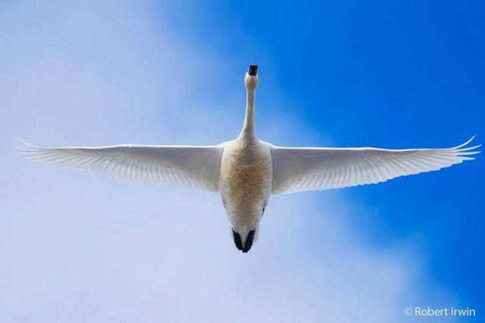 robertirwinanimals_014 robertirwinanimals_014