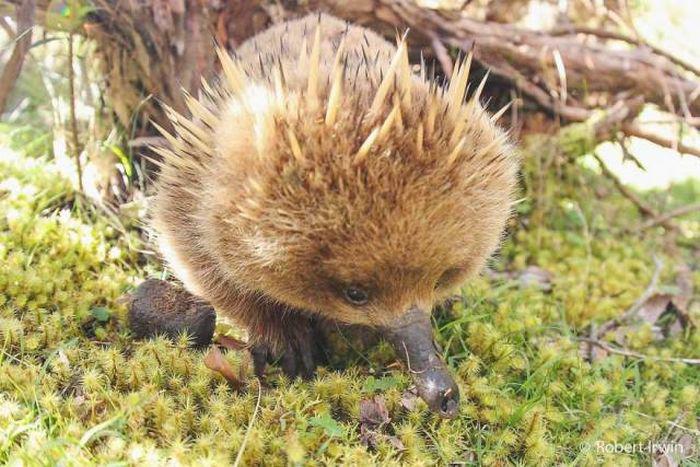 robertirwinanimals_015 robertirwinanimals_015