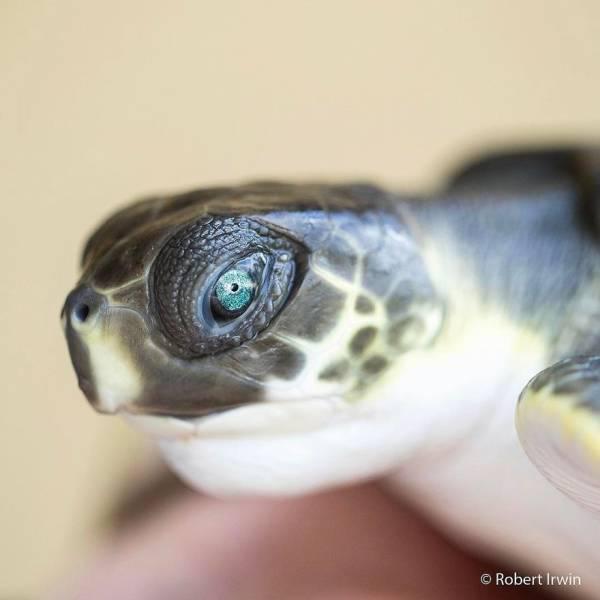 robertirwinanimals_019 robertirwinanimals_019