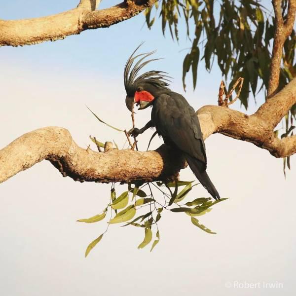 robertirwinanimals_020 robertirwinanimals_020