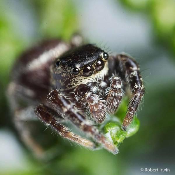 robertirwinanimals_021 robertirwinanimals_021