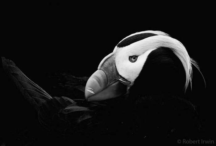 robertirwinanimals_022 robertirwinanimals_022