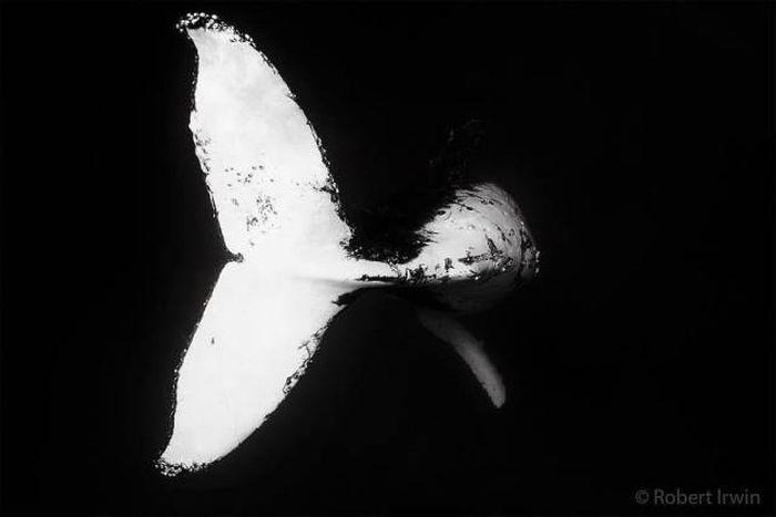 robertirwinanimals_024 robertirwinanimals_024