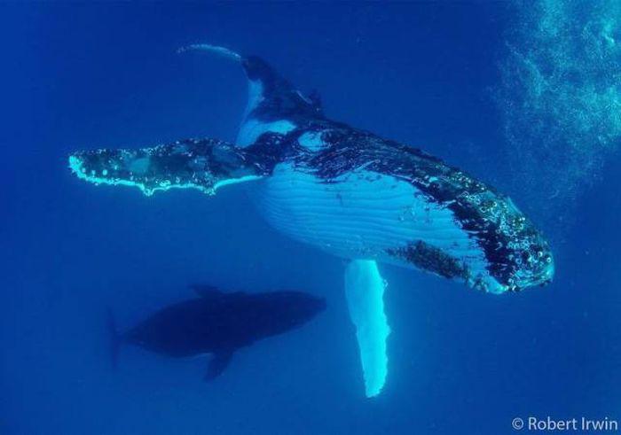 robertirwinanimals_029 robertirwinanimals_029