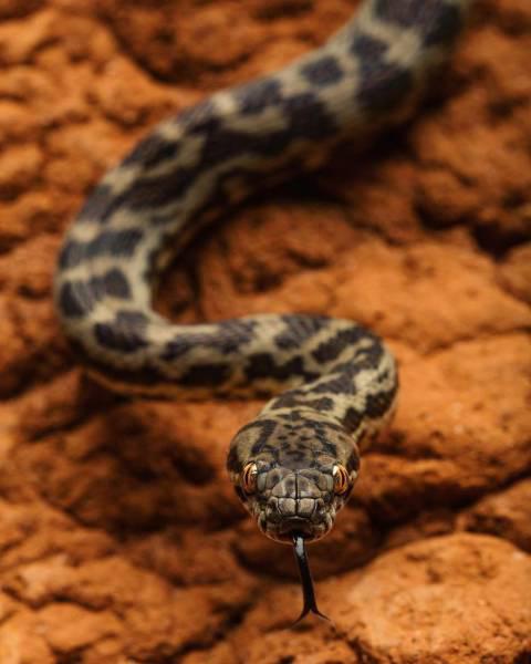 robertirwinanimals_032 robertirwinanimals_032