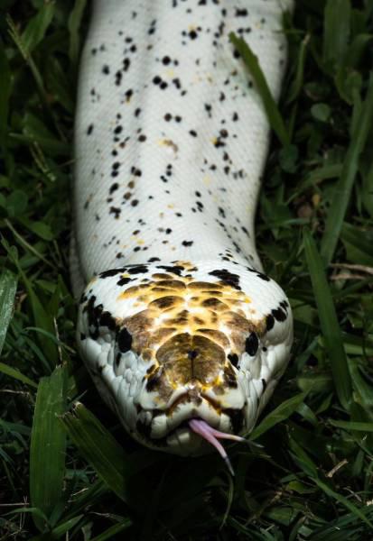 robertirwinanimals_036 robertirwinanimals_036