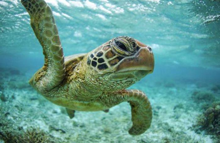 robertirwinanimals_039 robertirwinanimals_039