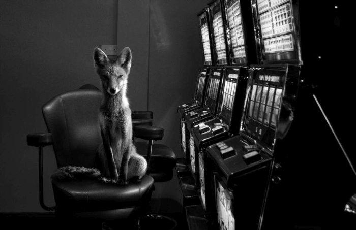 sonyworldphotographyawards_007 sonyworldphotographyawards_007