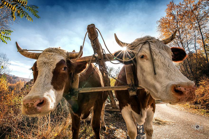 translyvania_011 translyvania_011