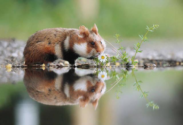 wildeuropeanhamster_007 wildeuropeanhamster_007