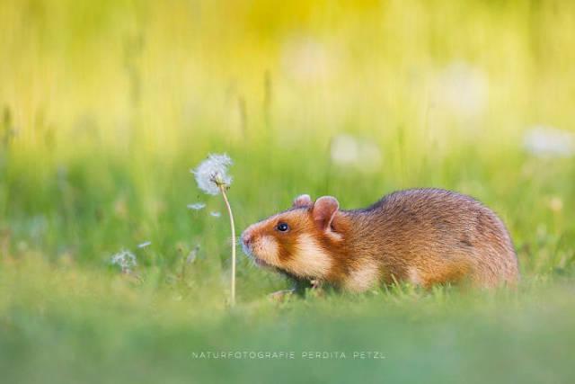 wildeuropeanhamster_016 wildeuropeanhamster_016