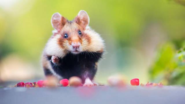 wildeuropeanhamster_025 wildeuropeanhamster_025