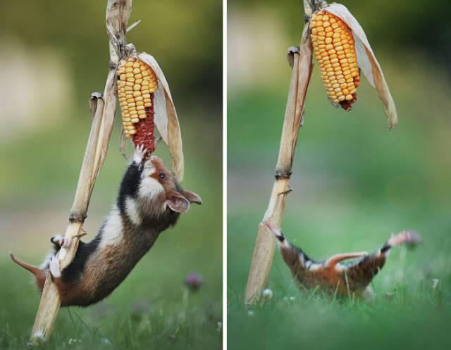 wildeuropeanhamster_029 wildeuropeanhamster_029