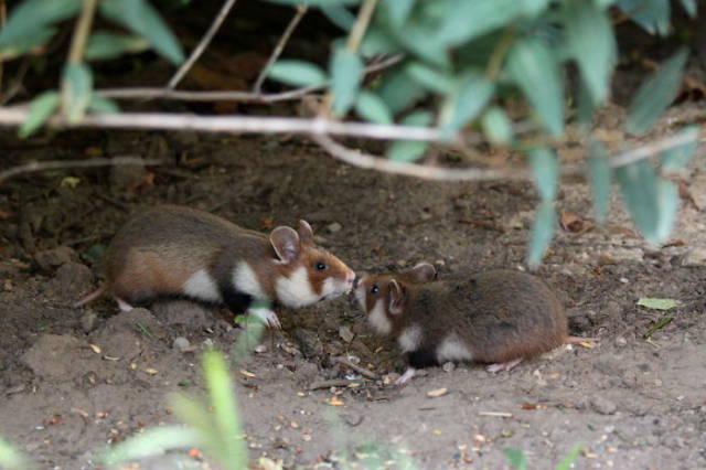 wildeuropeanhamster_032 wildeuropeanhamster_032