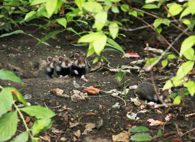 wildeuropeanhamster_040 wildeuropeanhamster_040