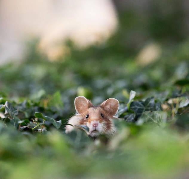 wildeuropeanhamster_041 wildeuropeanhamster_041