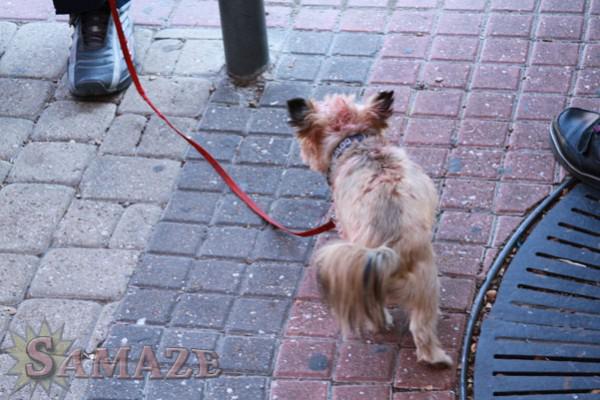 samaze_159-50 samaze_159-50